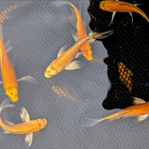 Butterfly Koi Platinum 6-8"